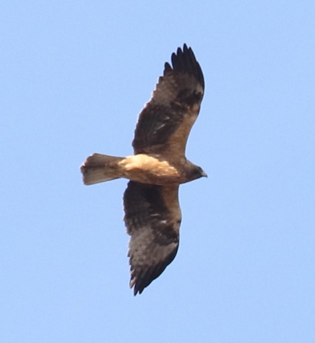 Booted Eagle - ML614057994