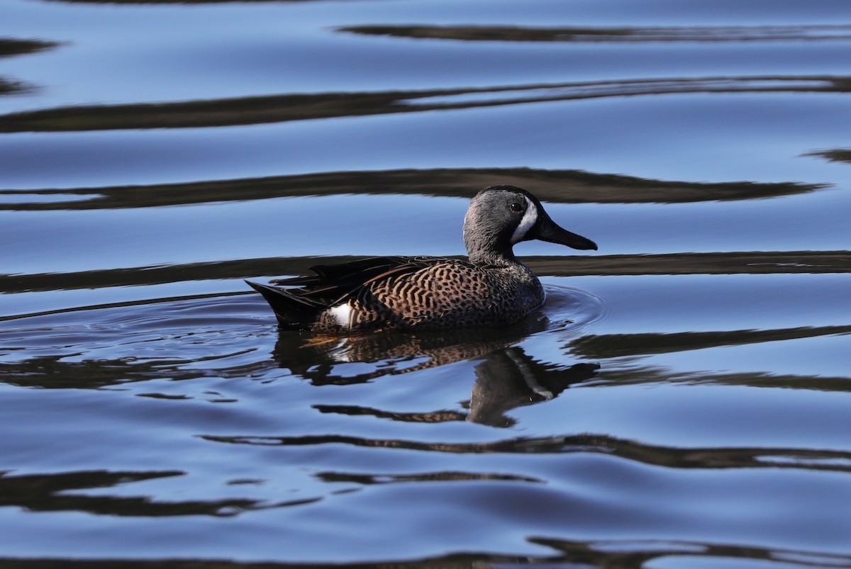 Blue-winged Teal - ML614058017