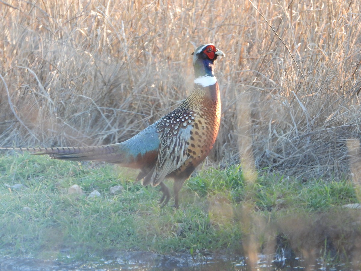 Ring-necked Pheasant - ML614058021