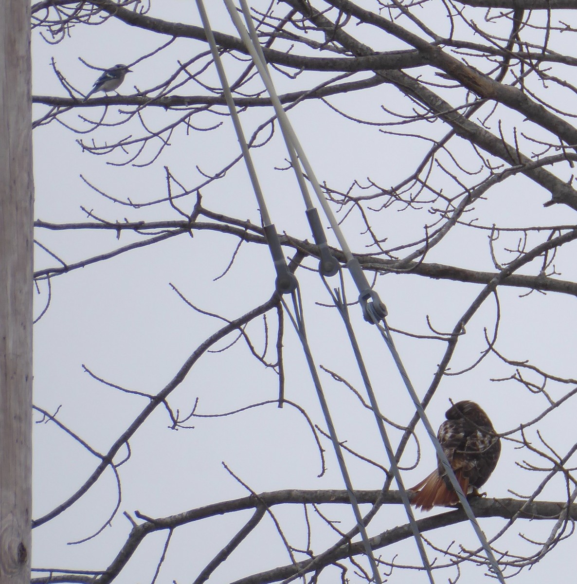 Red-tailed Hawk - ML614058035