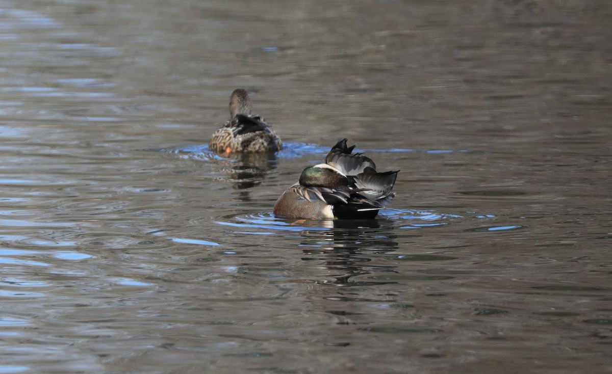 Northern Shoveler x Gadwall (hybrid) - ML614058046