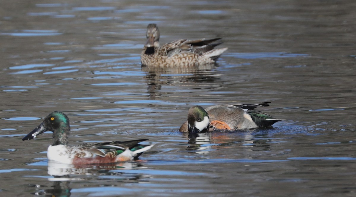 Northern Shoveler x Gadwall (hybrid) - ML614058047