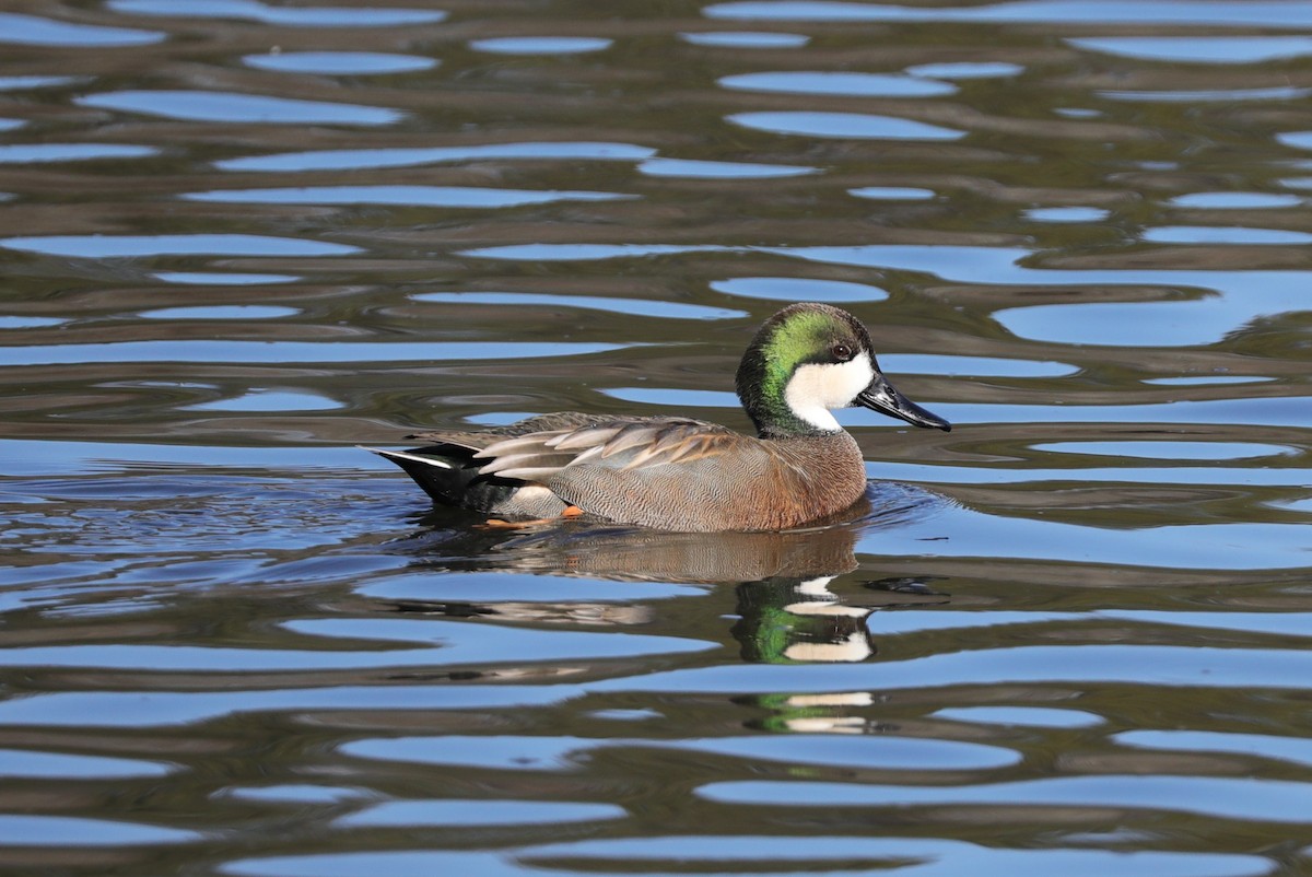 Northern Shoveler x Gadwall (hybrid) - ML614058050