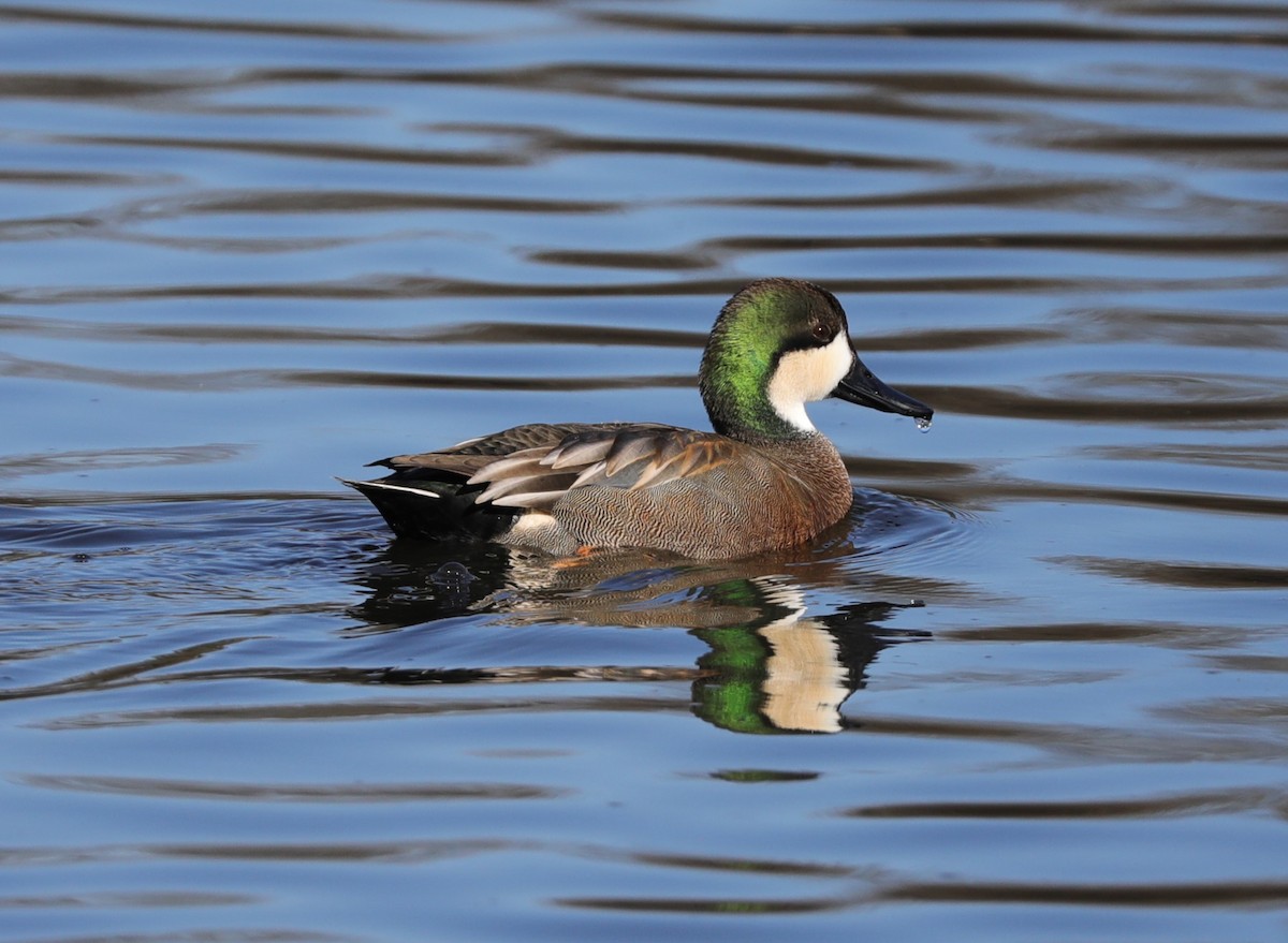 Northern Shoveler x Gadwall (hybrid) - ML614058051