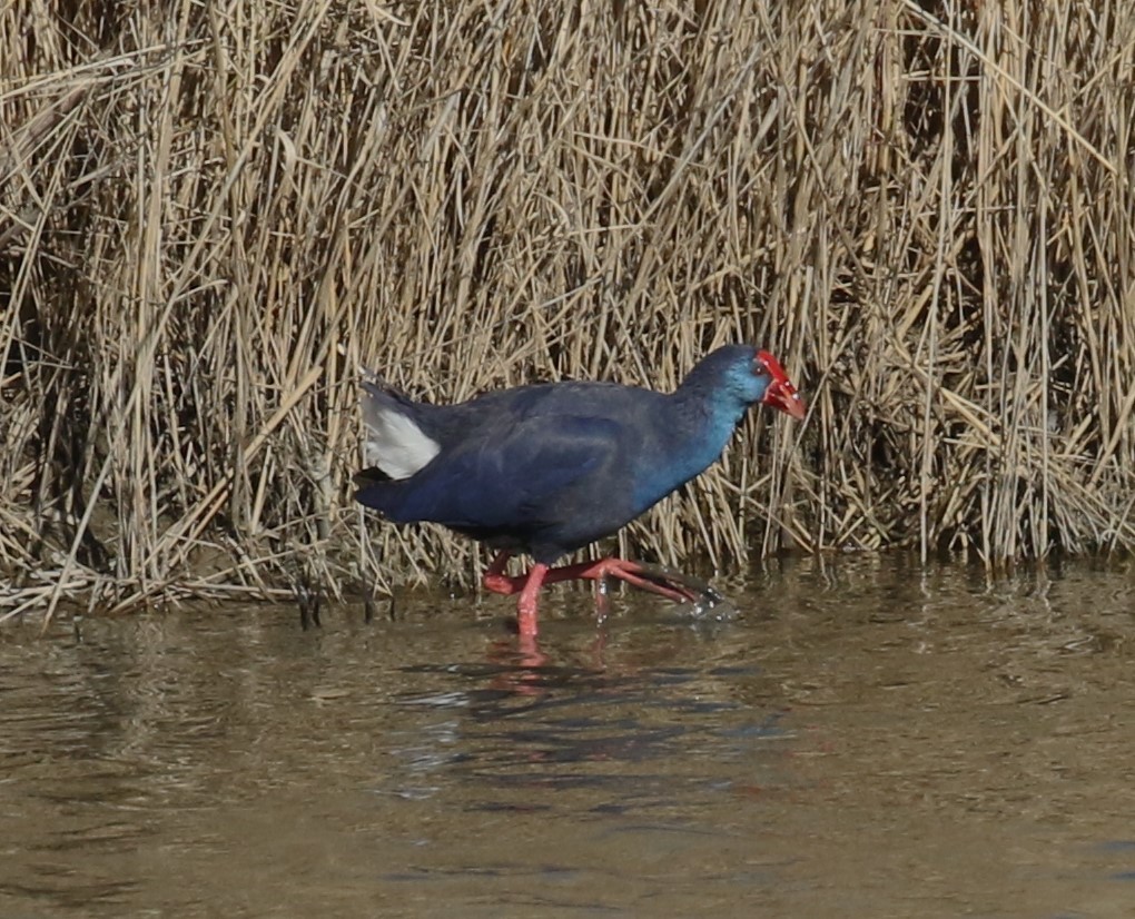 Western Swamphen - Alain Pataud