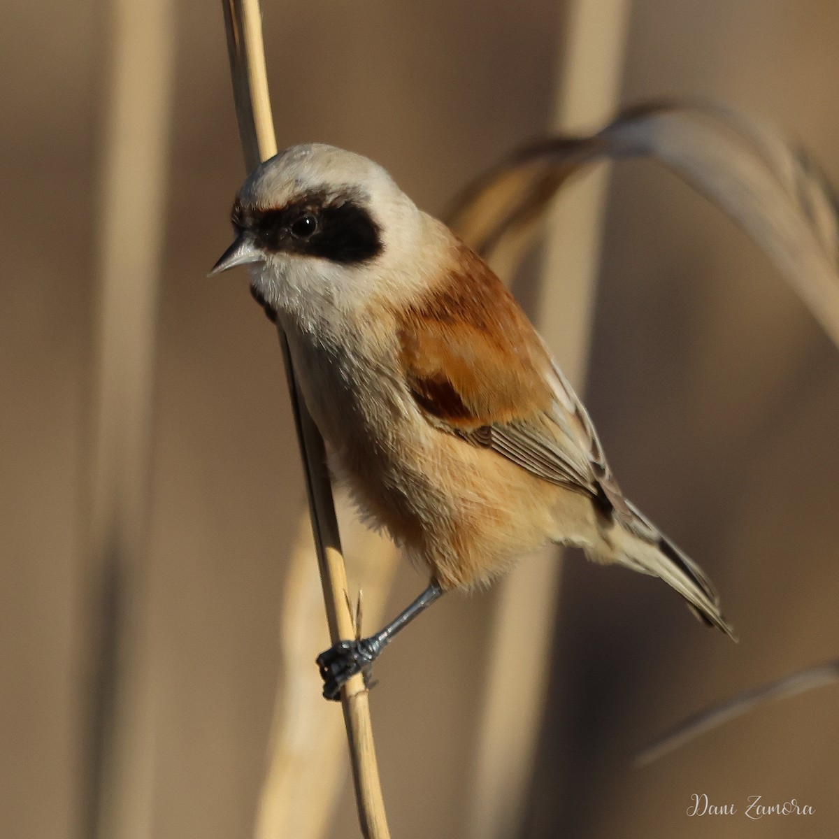 Eurasian Penduline-Tit - ML614058080