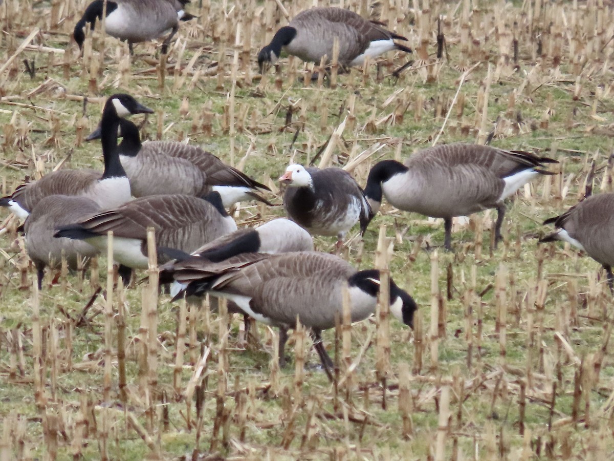 Snow Goose - ML614058082