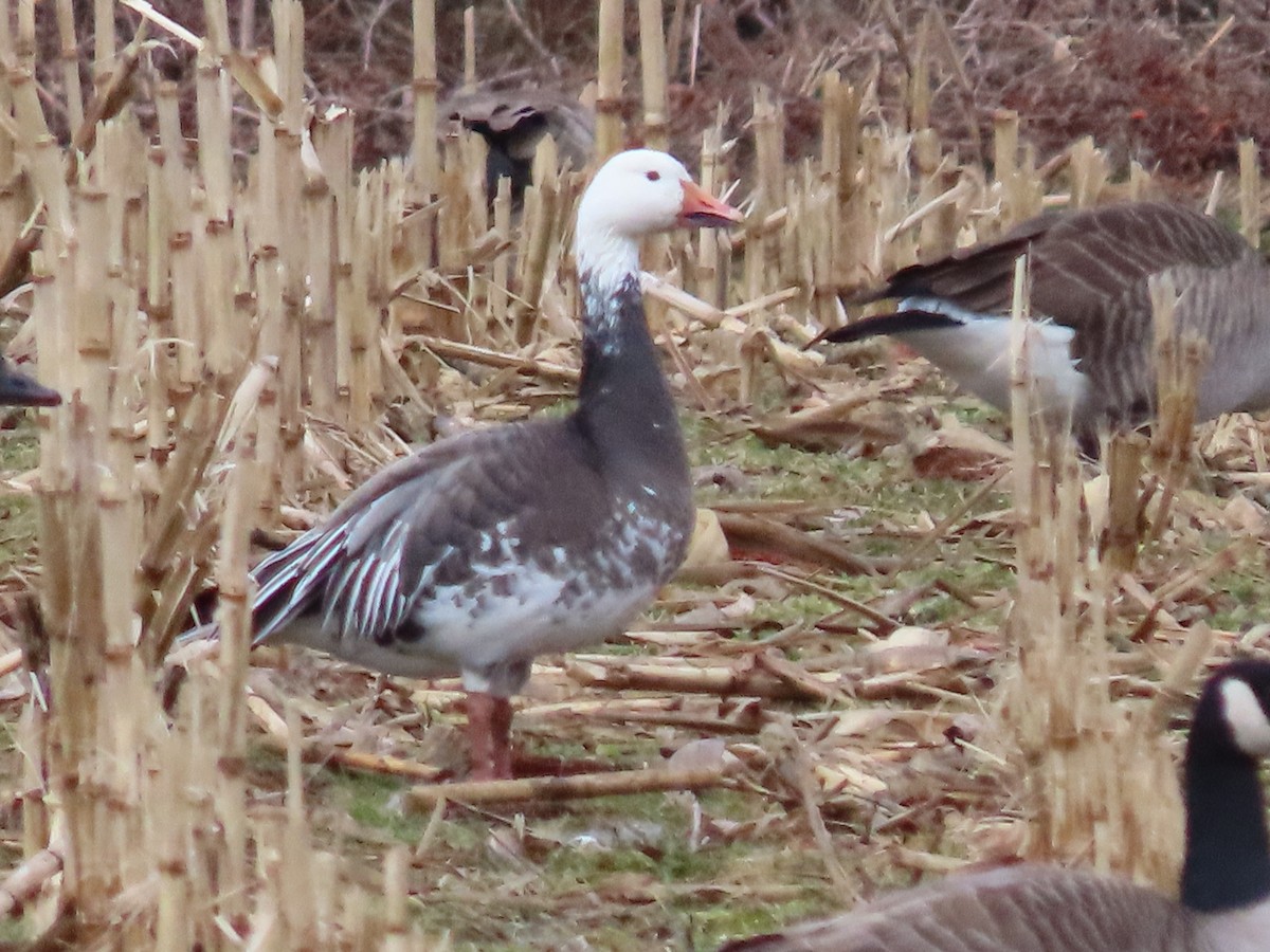 Snow Goose - ML614058084