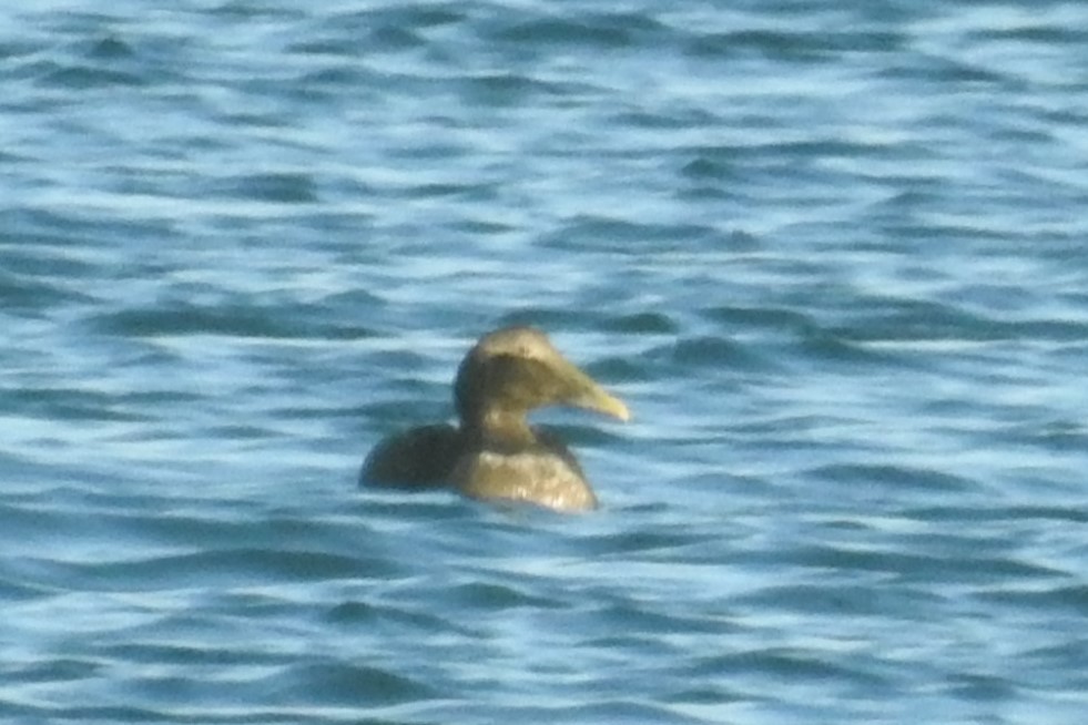 Common Eider - ML614058104