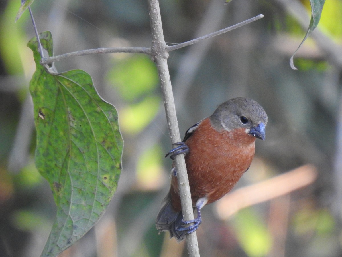 Ruddy-breasted Seedeater - ML614058105