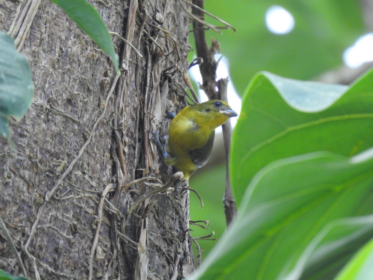 Yellow-crowned Euphonia - ML614058136