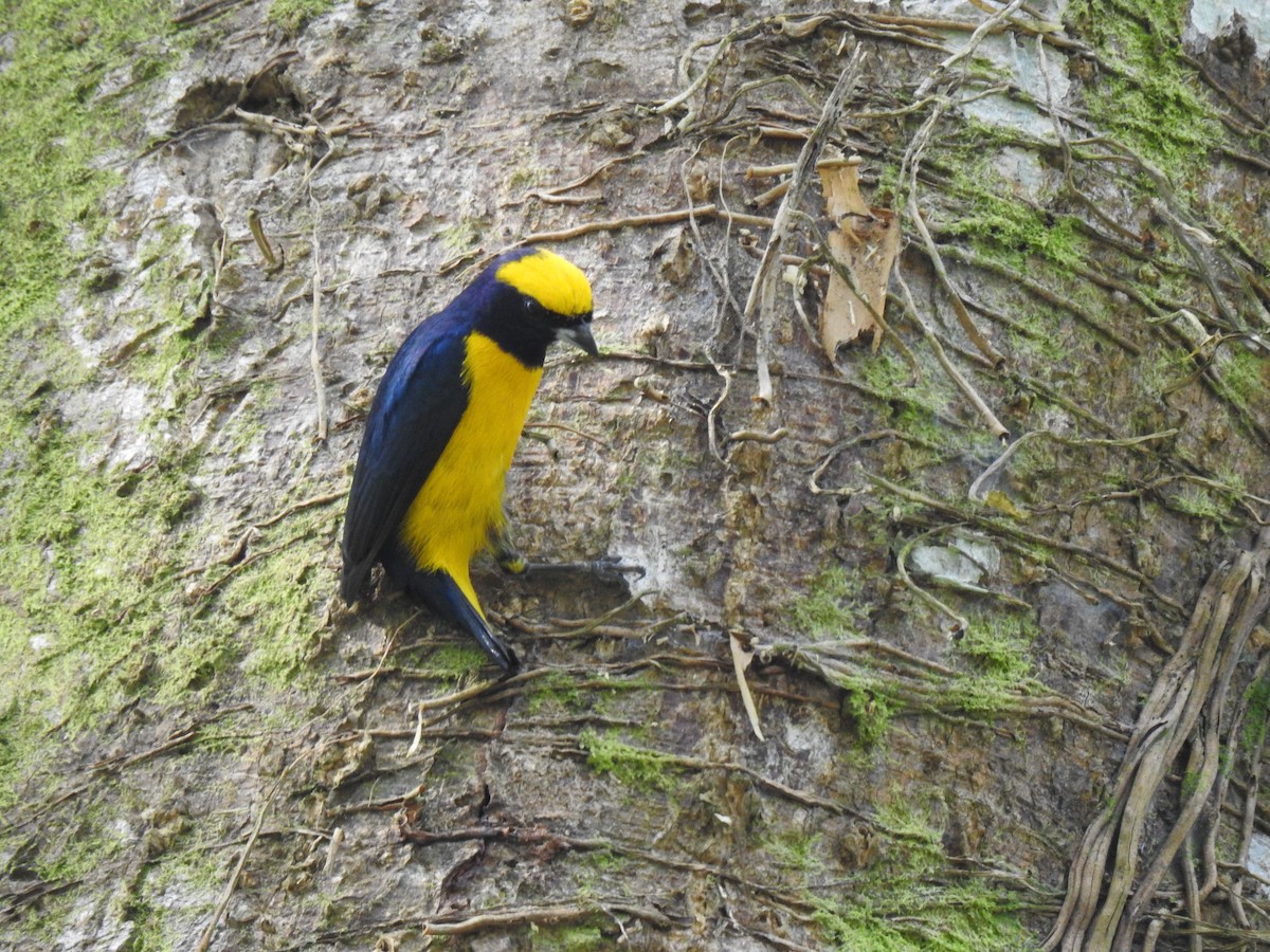 Yellow-crowned Euphonia - ML614058152