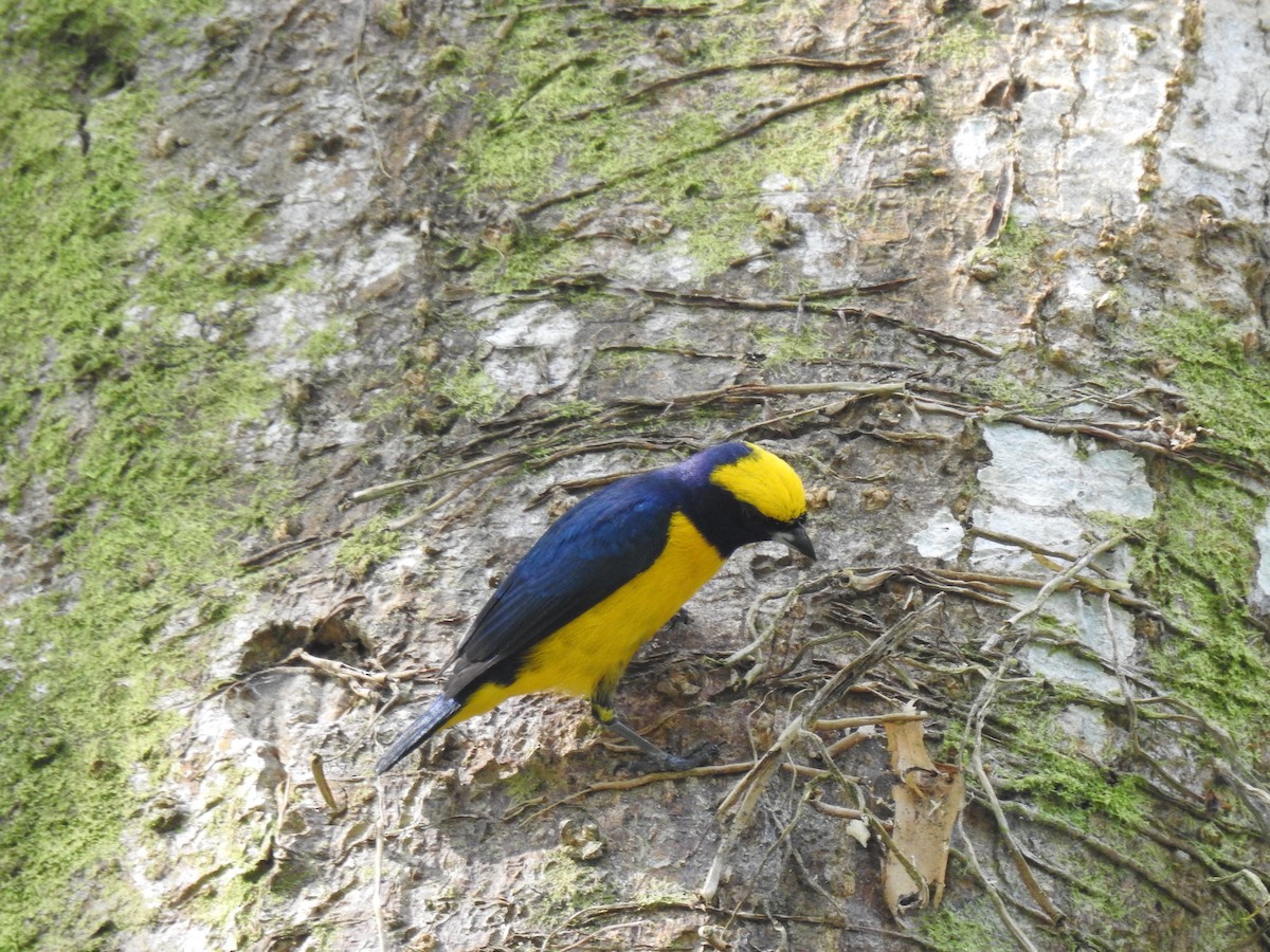 Yellow-crowned Euphonia - ML614058153