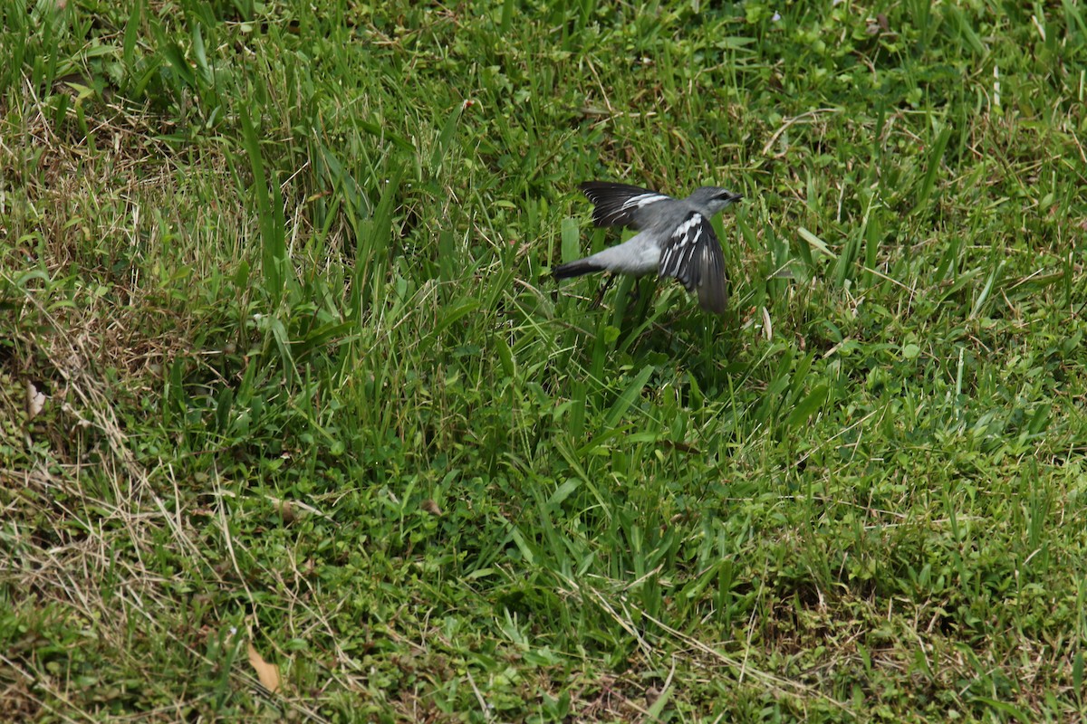 Pied Triller - Paul Constantino