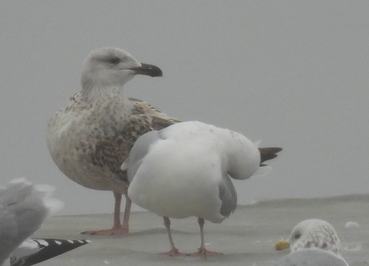 Great Black-backed Gull - ML614058203