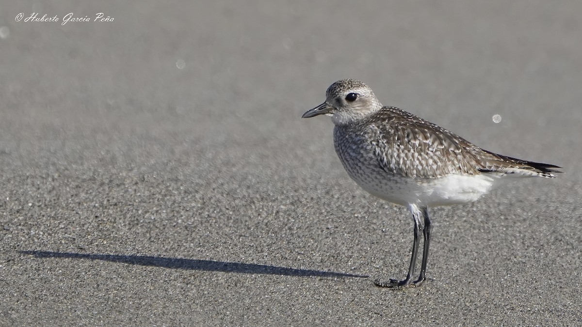 Black-bellied Plover - ML614058205