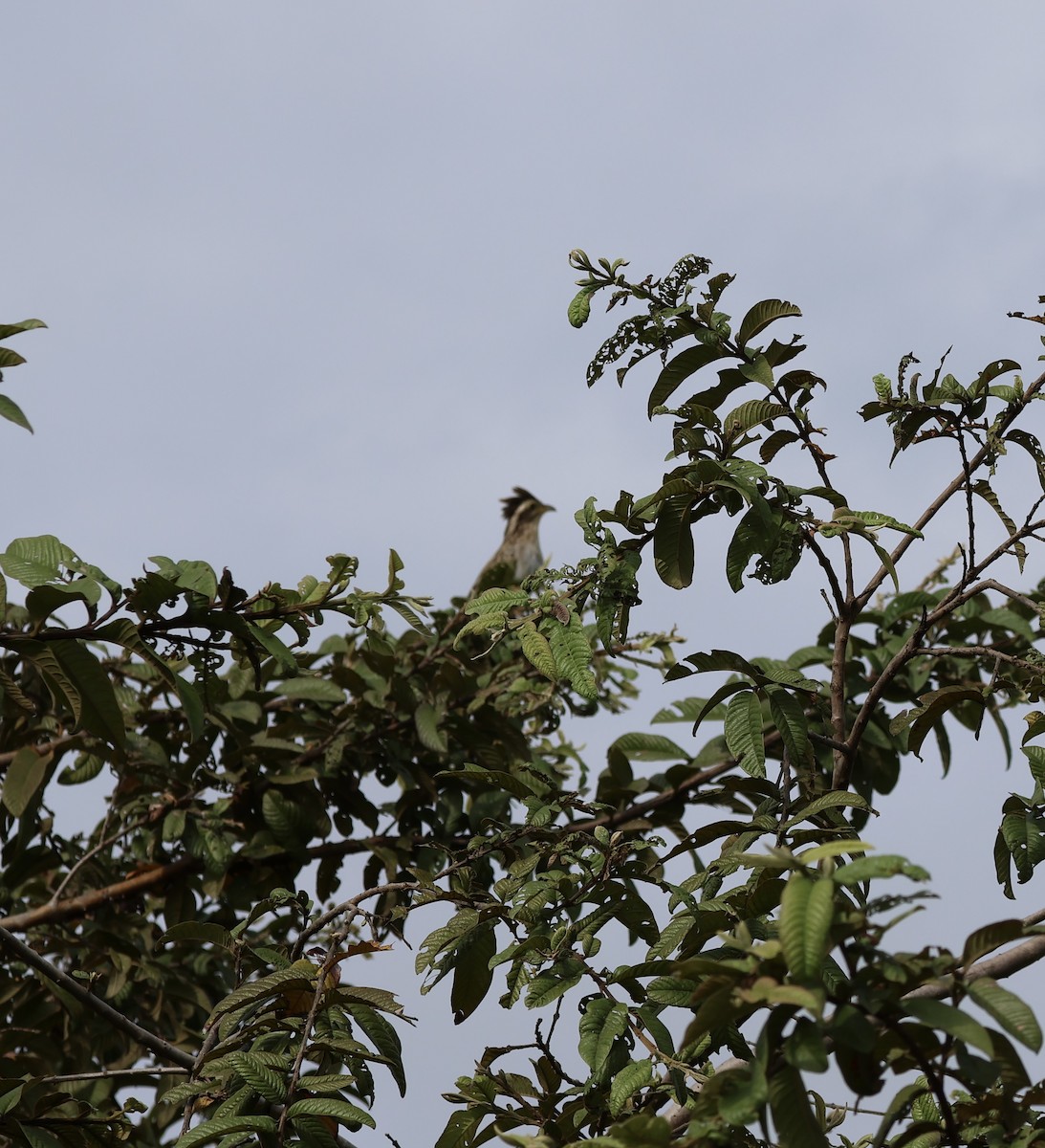 Striped Cuckoo - ML614058217