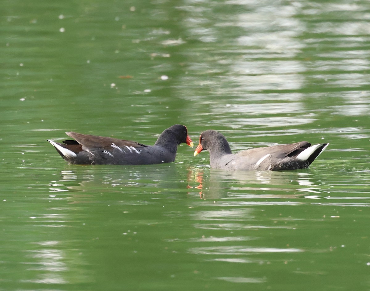 Common Gallinule - ML614058248