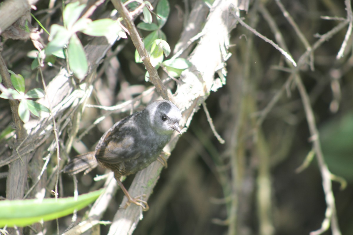 Ampay Tapaculo - ML614058295