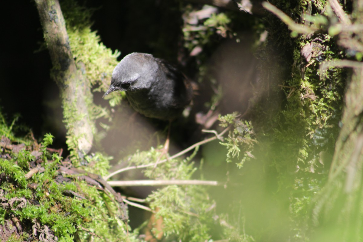 Ampay Tapaculo - ML614058314