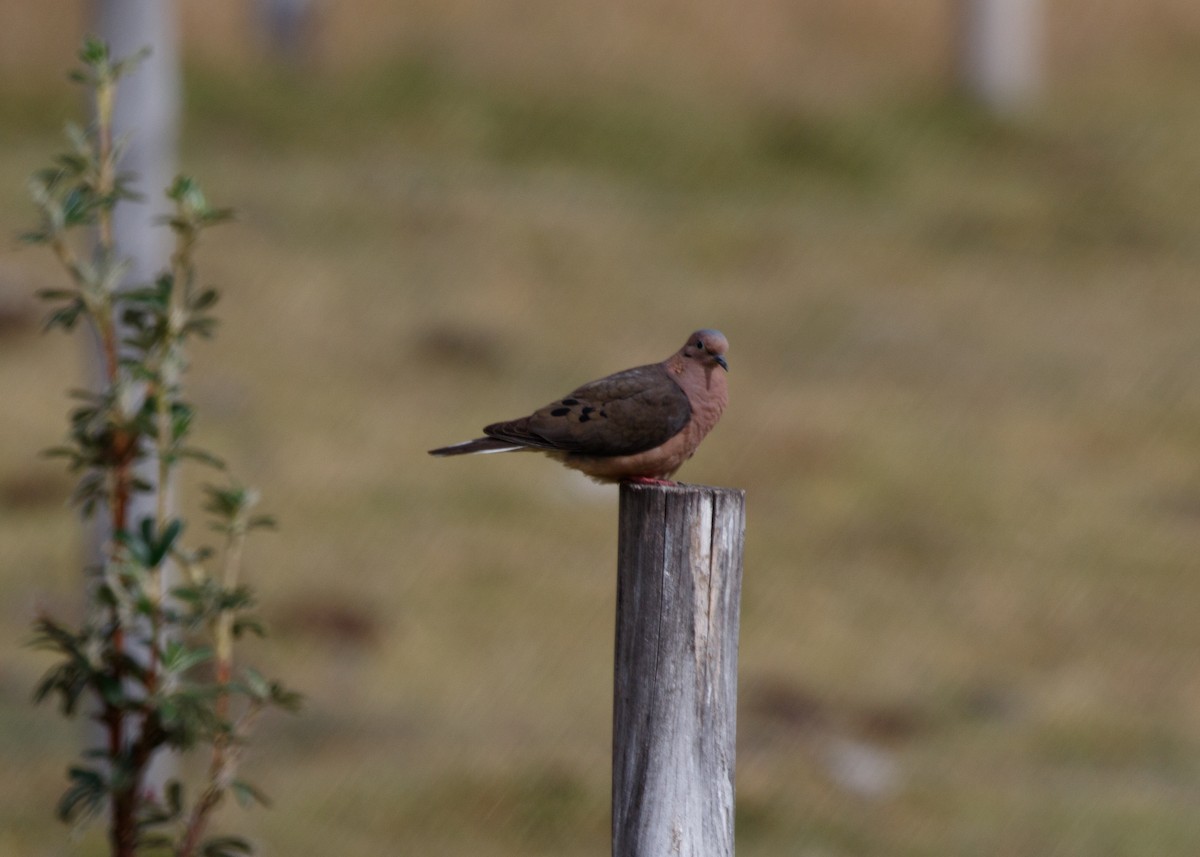 Eared Dove - ML614058315