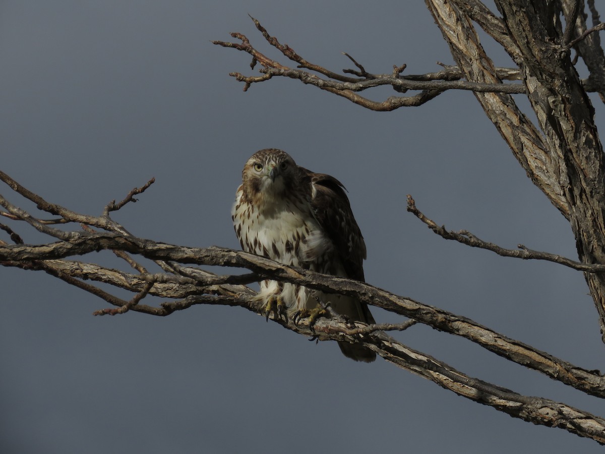 Red-tailed Hawk - ML614058393