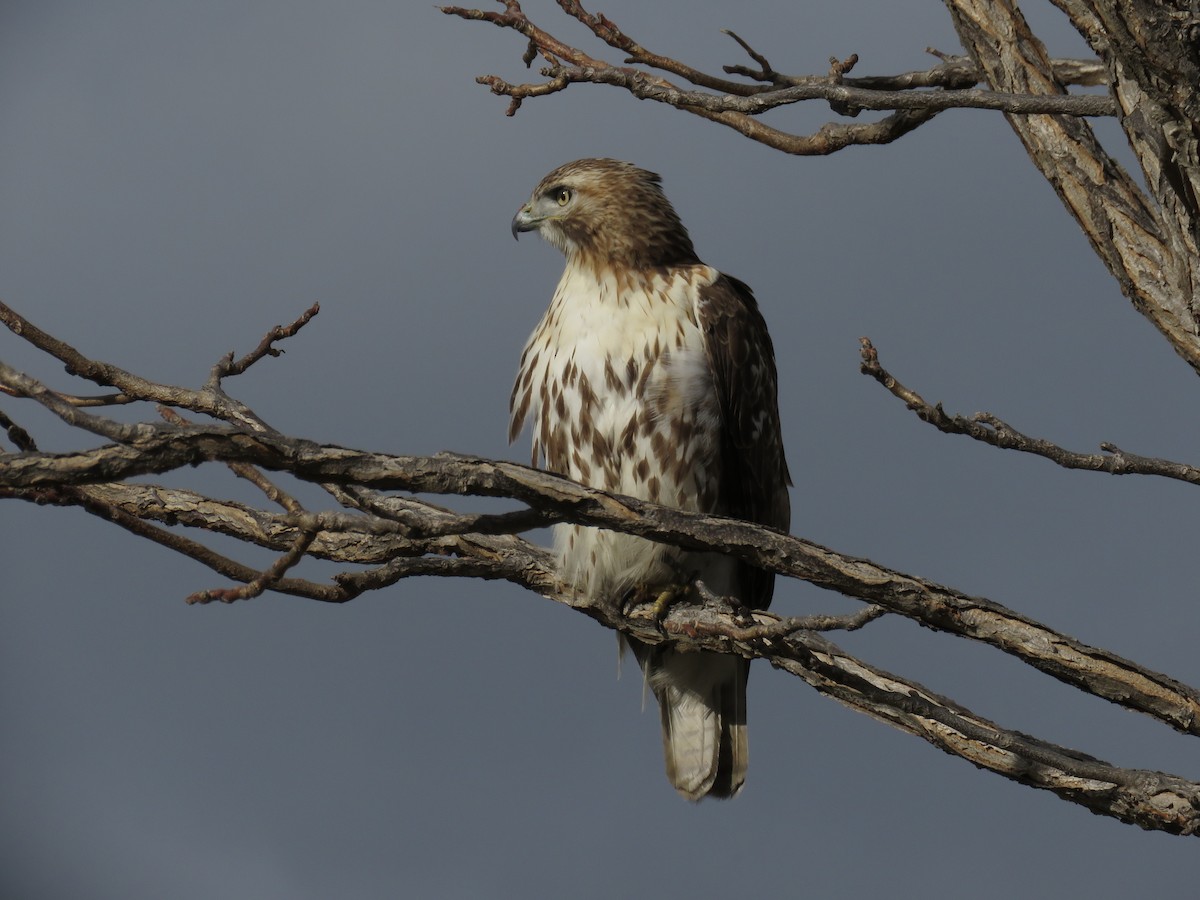 Red-tailed Hawk - Michal Szymanski