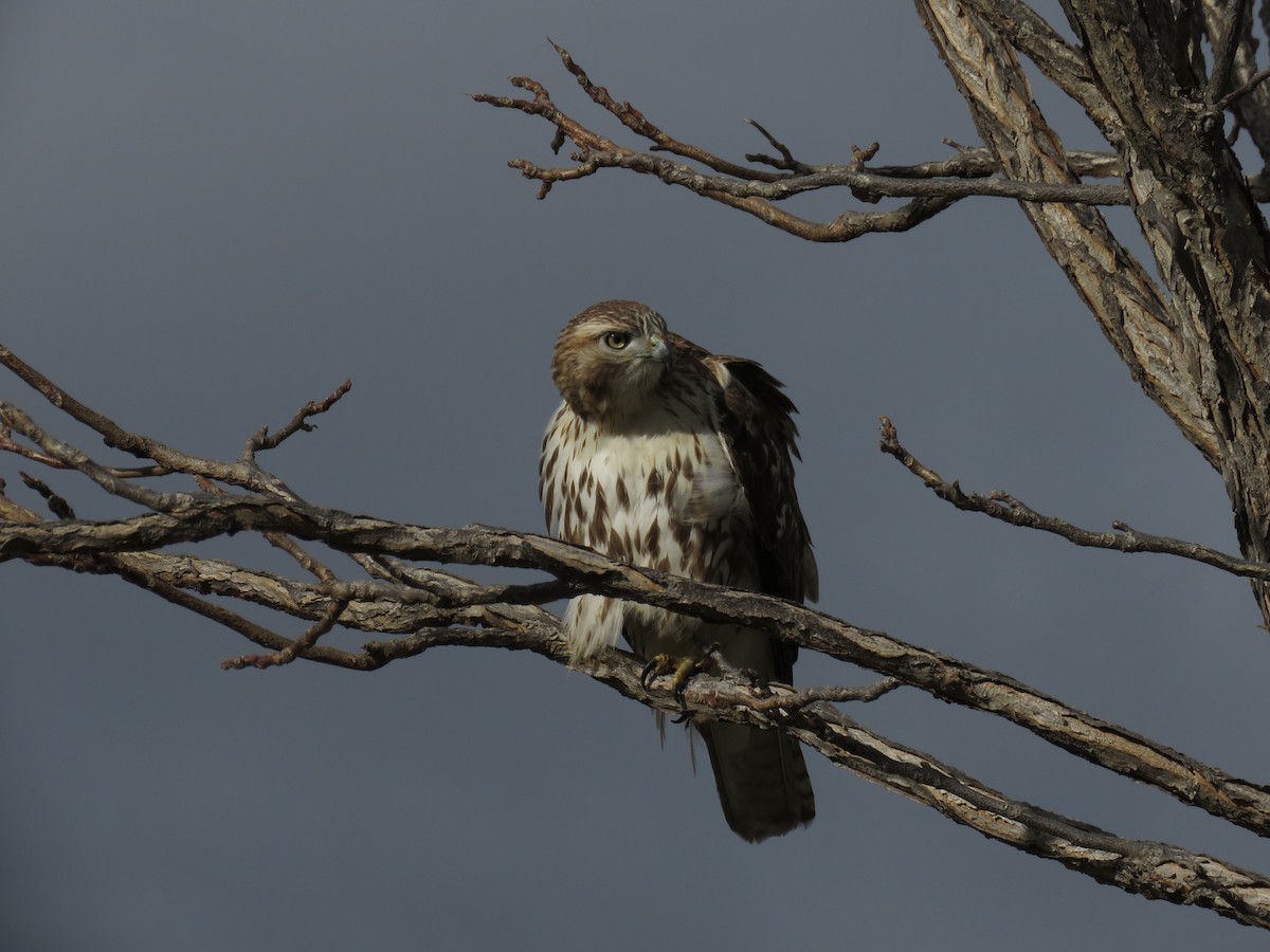 Red-tailed Hawk - ML614058409