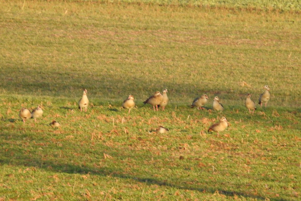 Egyptian Goose - ML614058433