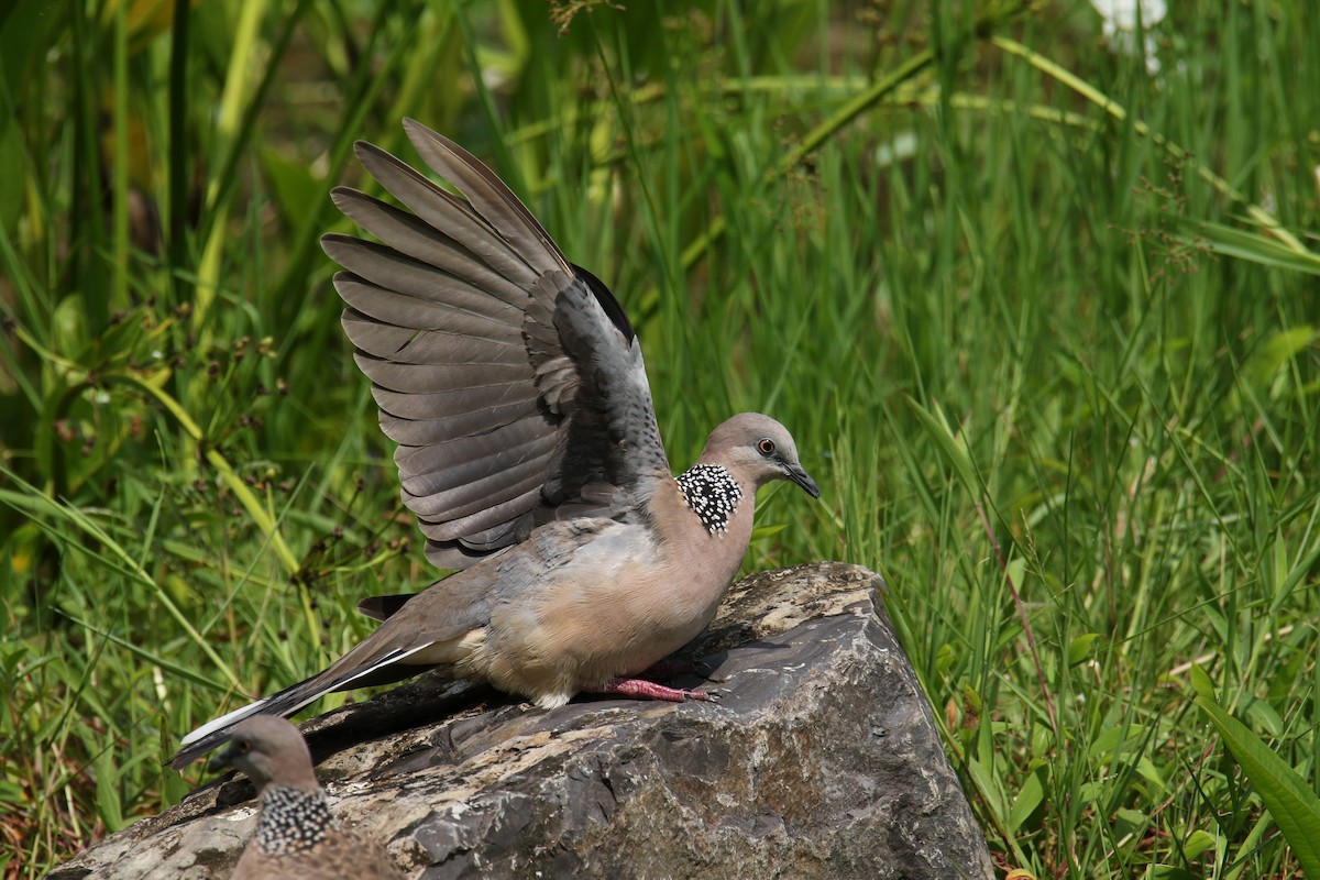 珠頸斑鳩 - ML614058440