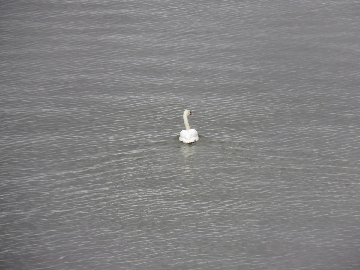 Mute Swan - ML614058445