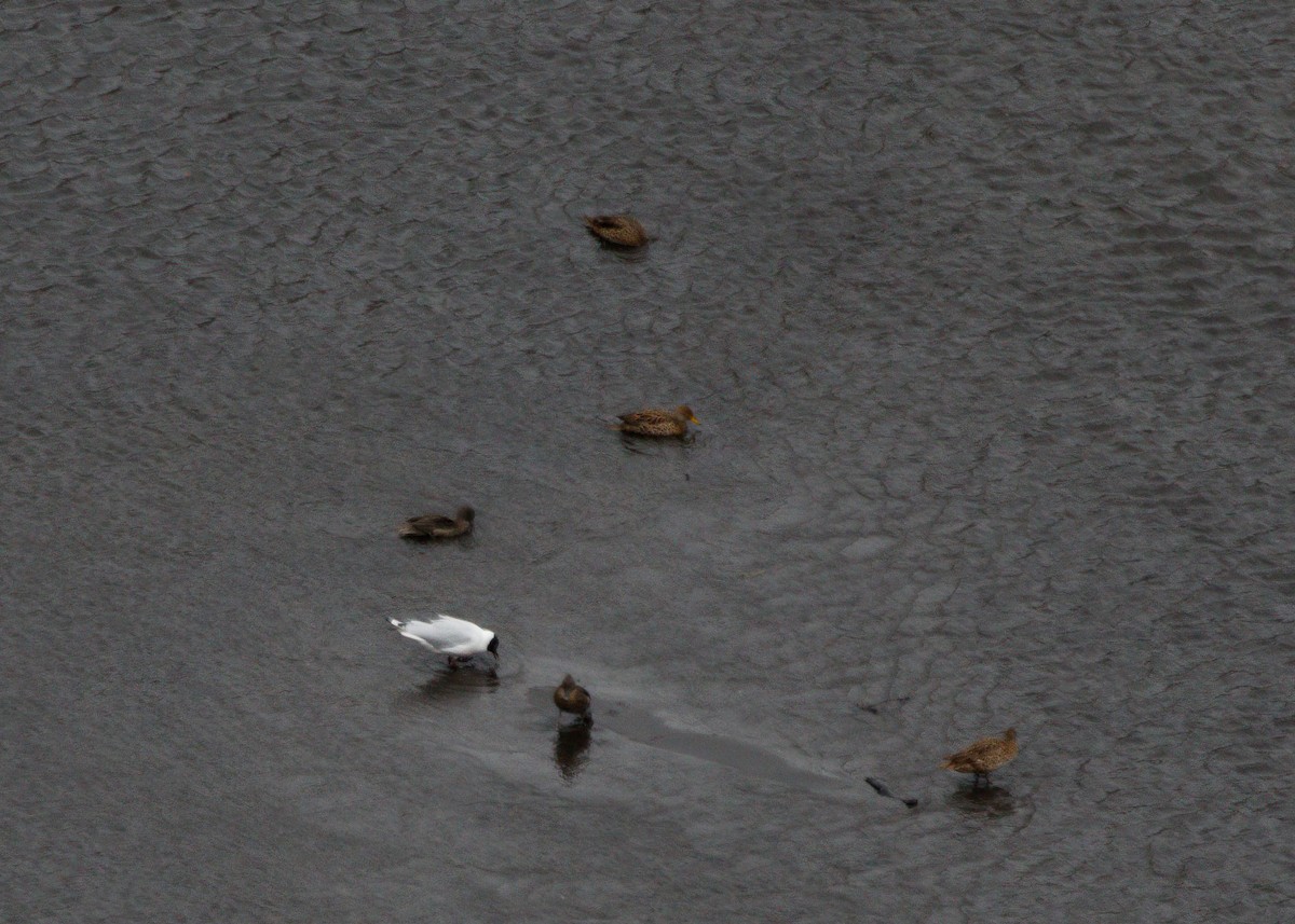 Mouette des Andes - ML614058516