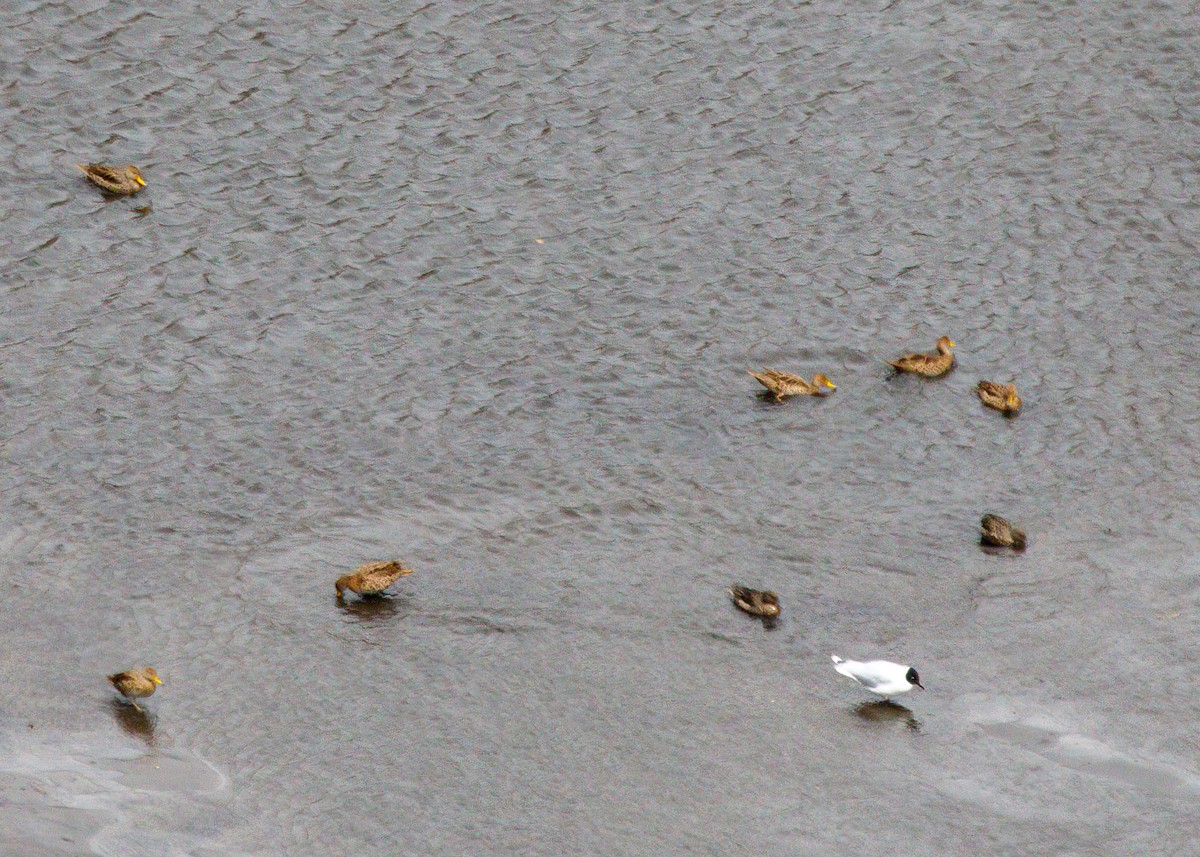 Andean Gull - Silvia Faustino Linhares