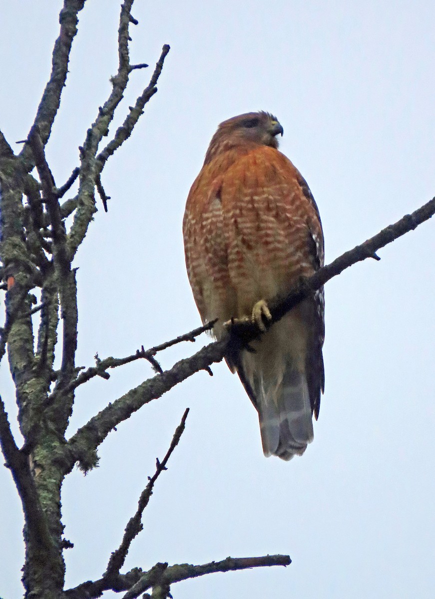 Red-shouldered Hawk - Shilo McDonald