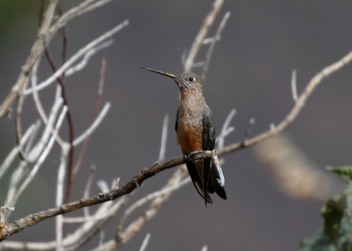 Giant Hummingbird - ML614058527