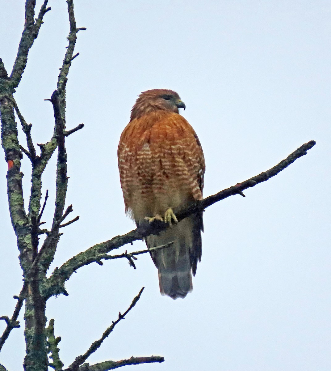 Red-shouldered Hawk - Shilo McDonald