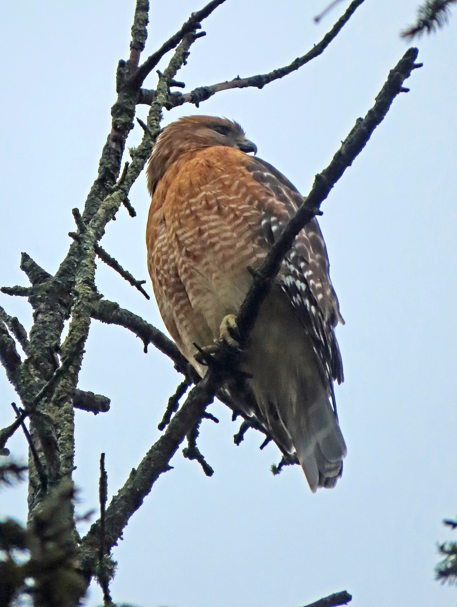 Red-shouldered Hawk - ML614058548