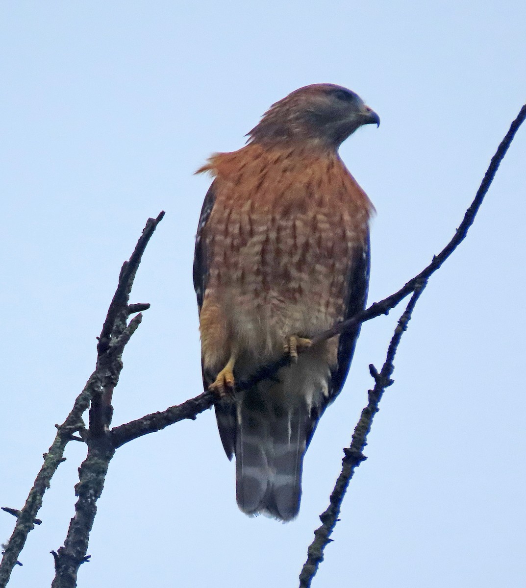 Red-shouldered Hawk - ML614058559