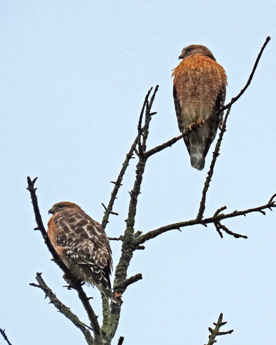 Red-shouldered Hawk - ML614058574