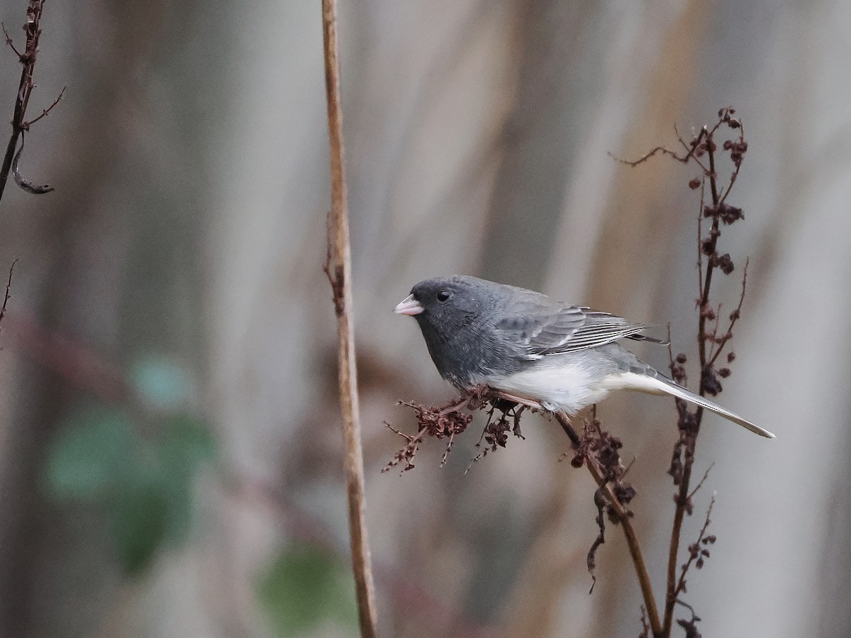 Dark-eyed Junco (Slate-colored) - ML614058614