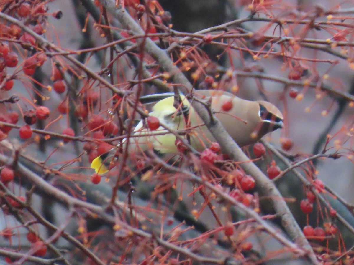 Cedar Waxwing - ML614058628