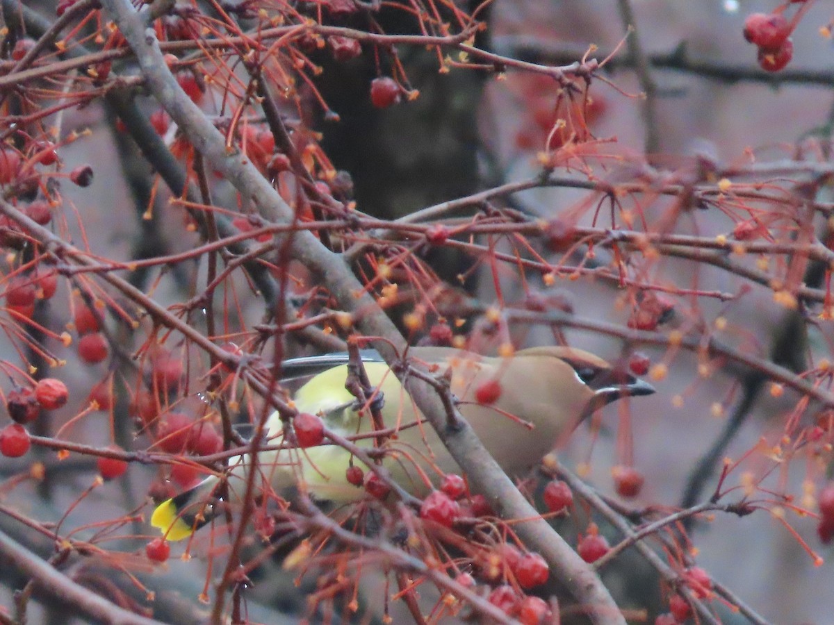 Cedar Waxwing - ML614058629