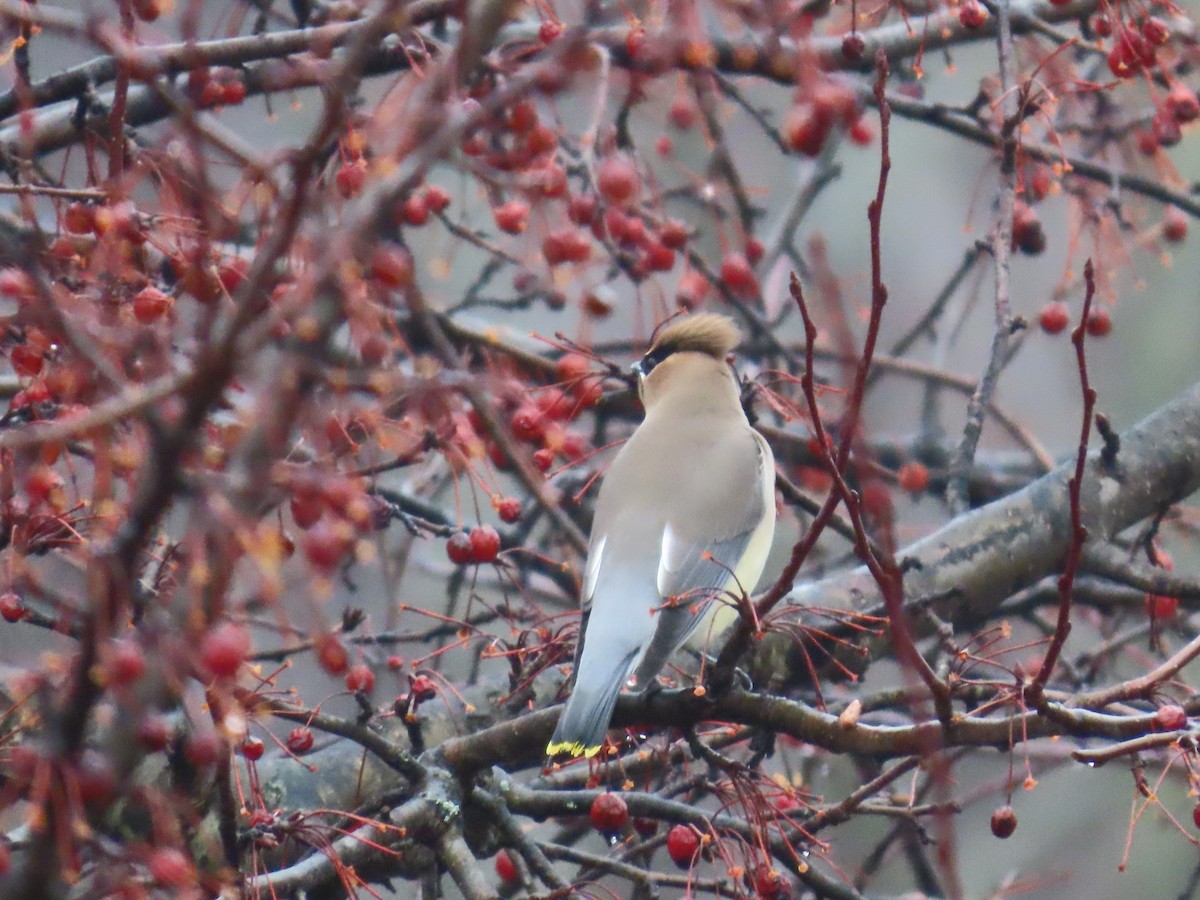 Cedar Waxwing - ML614058631