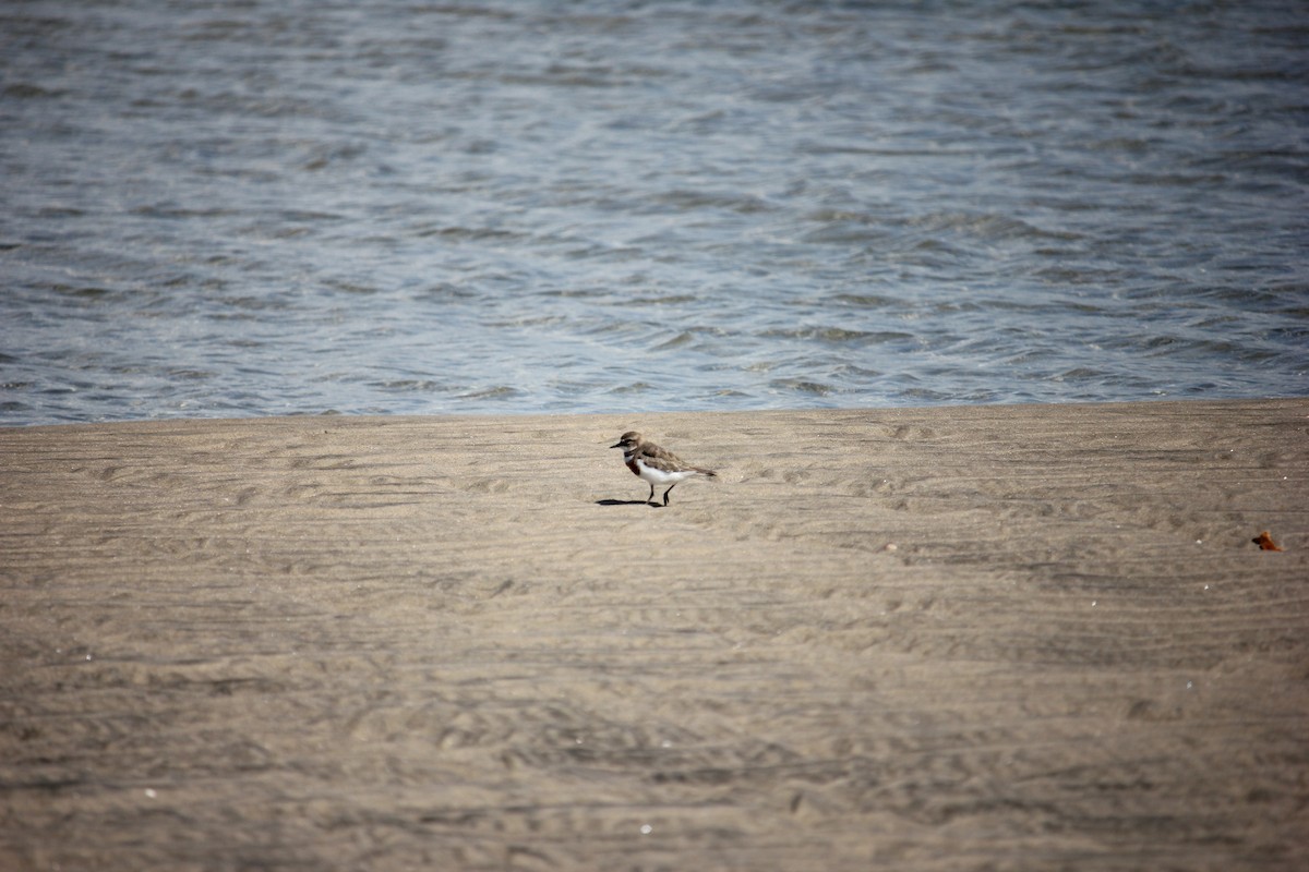 Double-banded Plover - ML614058683