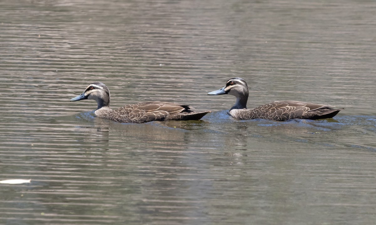 Pacific Black Duck - Paul Fenwick