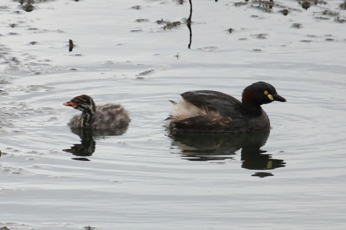 Australasian Grebe - Darron Gedge