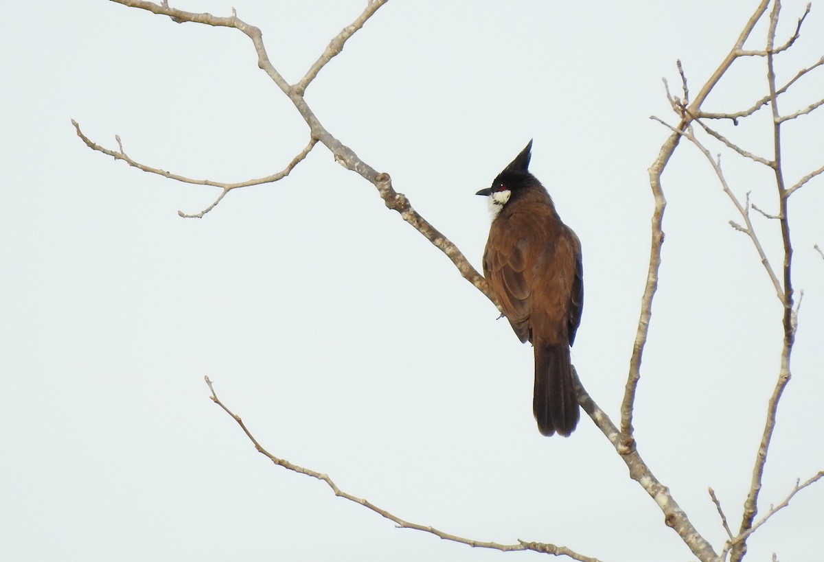 Red-whiskered Bulbul - Cesar Clemente