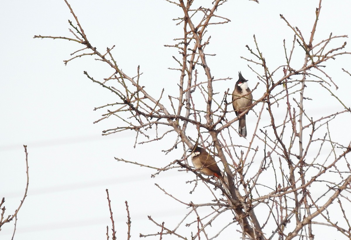 Red-whiskered Bulbul - ML614058770