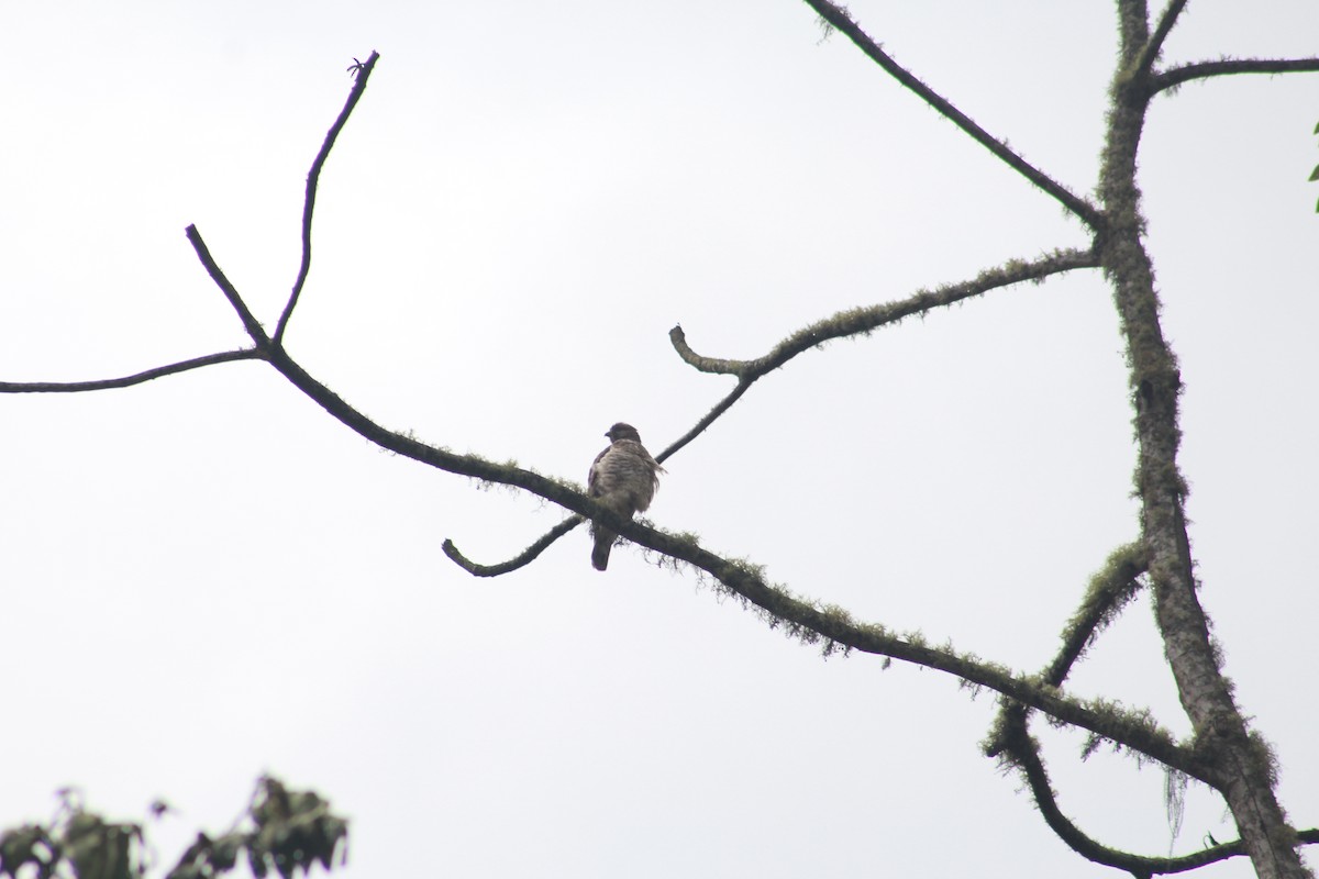 Broad-winged Hawk - Xavi Francisco