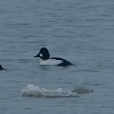 Common Goldeneye - ML614058825